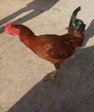 dasi murga rooster for sale