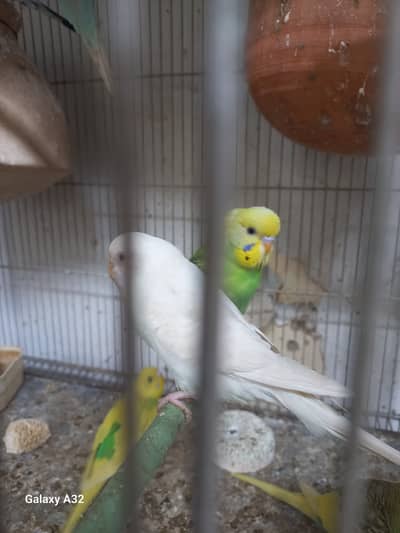 Budges adults and pathay