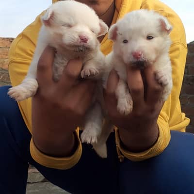 Dogs Pair for sale