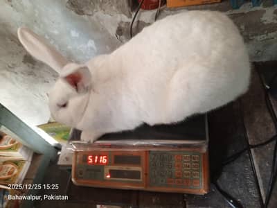 فروخت کے لیے دستیاب: نیو زی لینڈ وائٹ خرگوش (Red Eye)