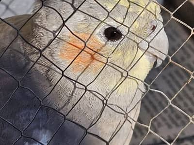 Grey Cocktail healthy