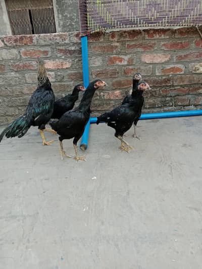 o3o9456o932 1 Male 4 female Thai cross