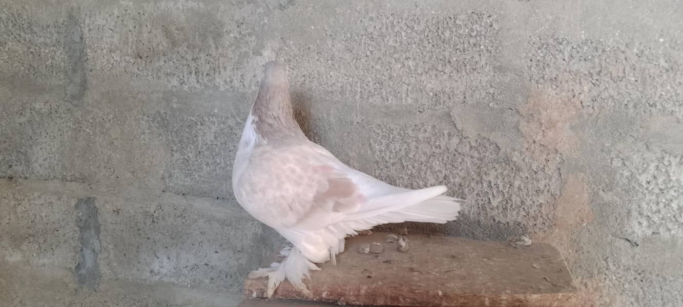 شیرازی میل 0