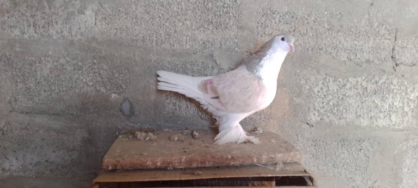 شیرازی میل 1