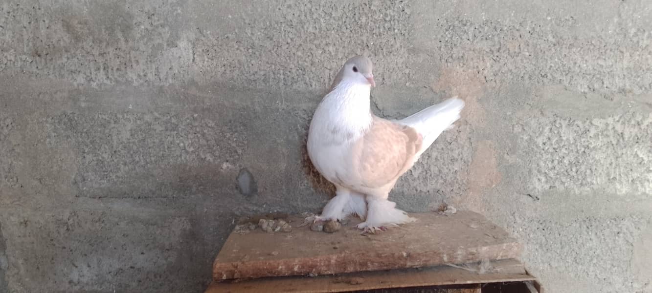 شیرازی میل 2