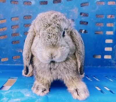 Rabbits & Bunnies Sale