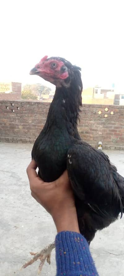 Pure Aseel Mushki Madi for sale ha