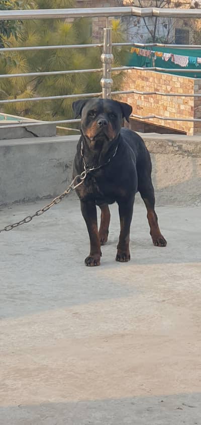 pedigree Rottweiler Male Available