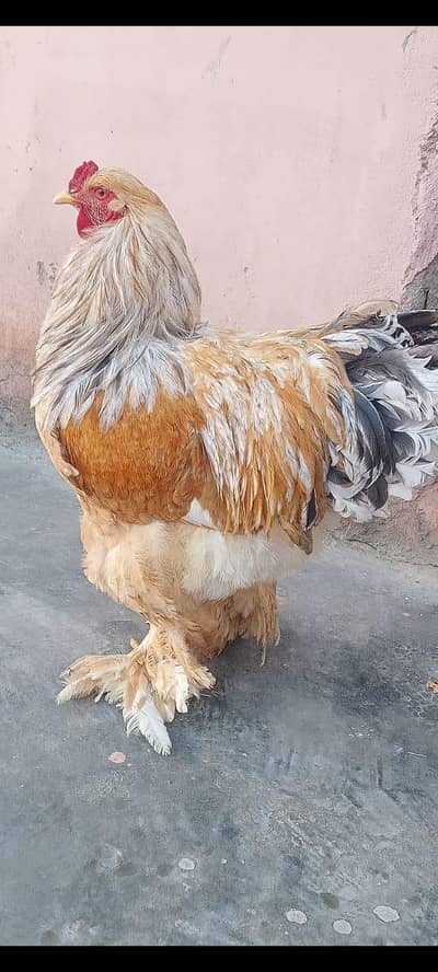 lemon Pyle brahma fertile eggs