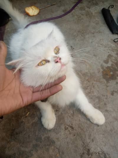 Male and female  yellow eyes female male blue eyes