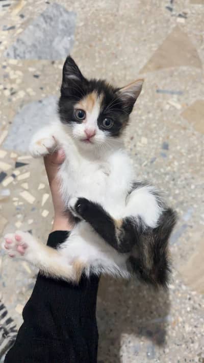 Semi Persian kittens