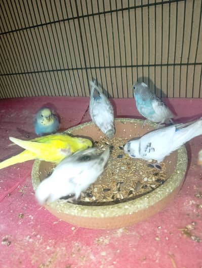 Australian parrot for sale urgent