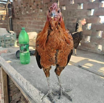 Black Dragon Aseel Chicks