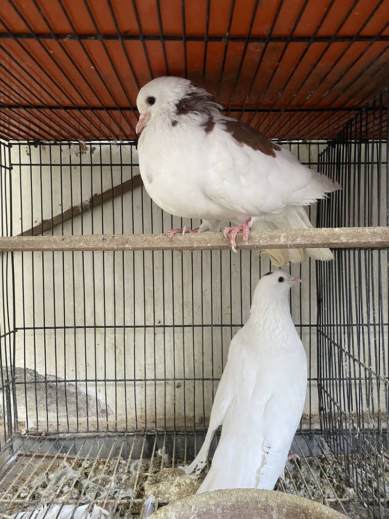 Total 7 pigeons. Each pair for 3500 only. 0