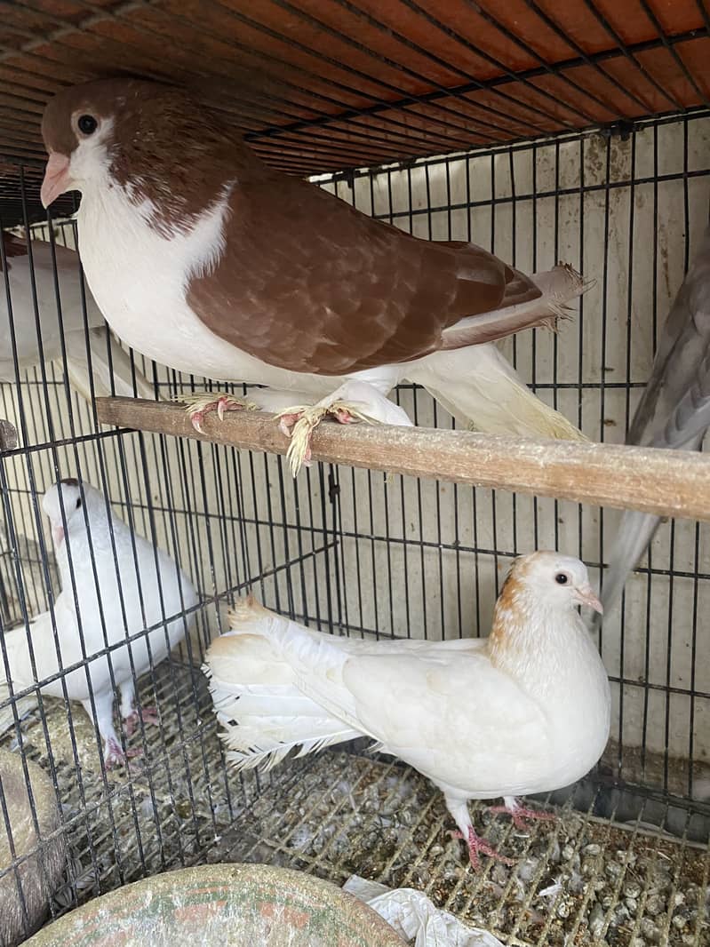 Total 7 pigeons. Each pair for 3500 only. 2