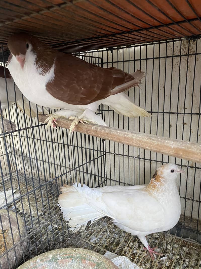 Total 7 pigeons. Each pair for 3500 only. 3