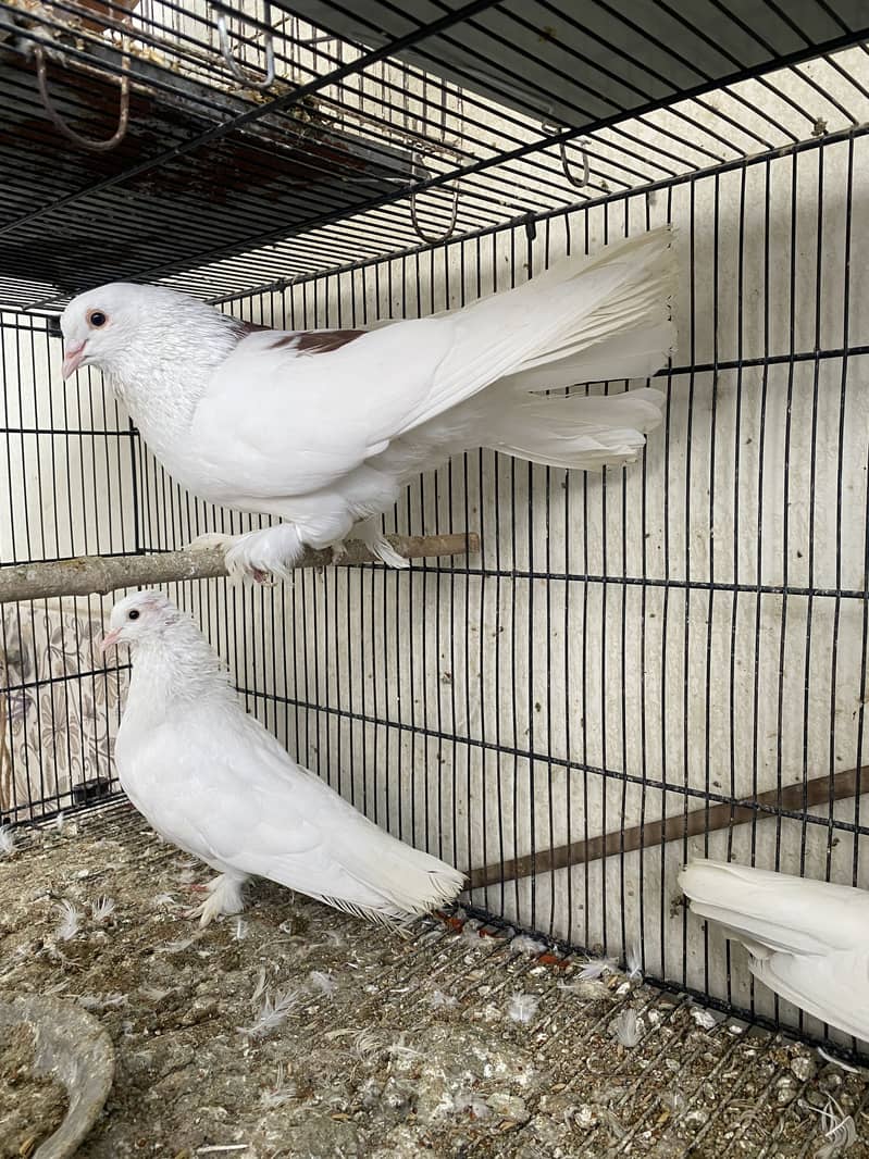 Total 7 pigeons. Each pair for 3500 only. 4