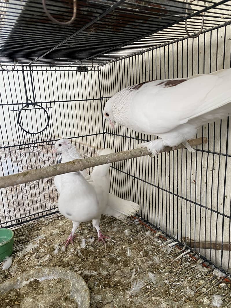 Total 7 pigeons. Each pair for 3500 only. 5