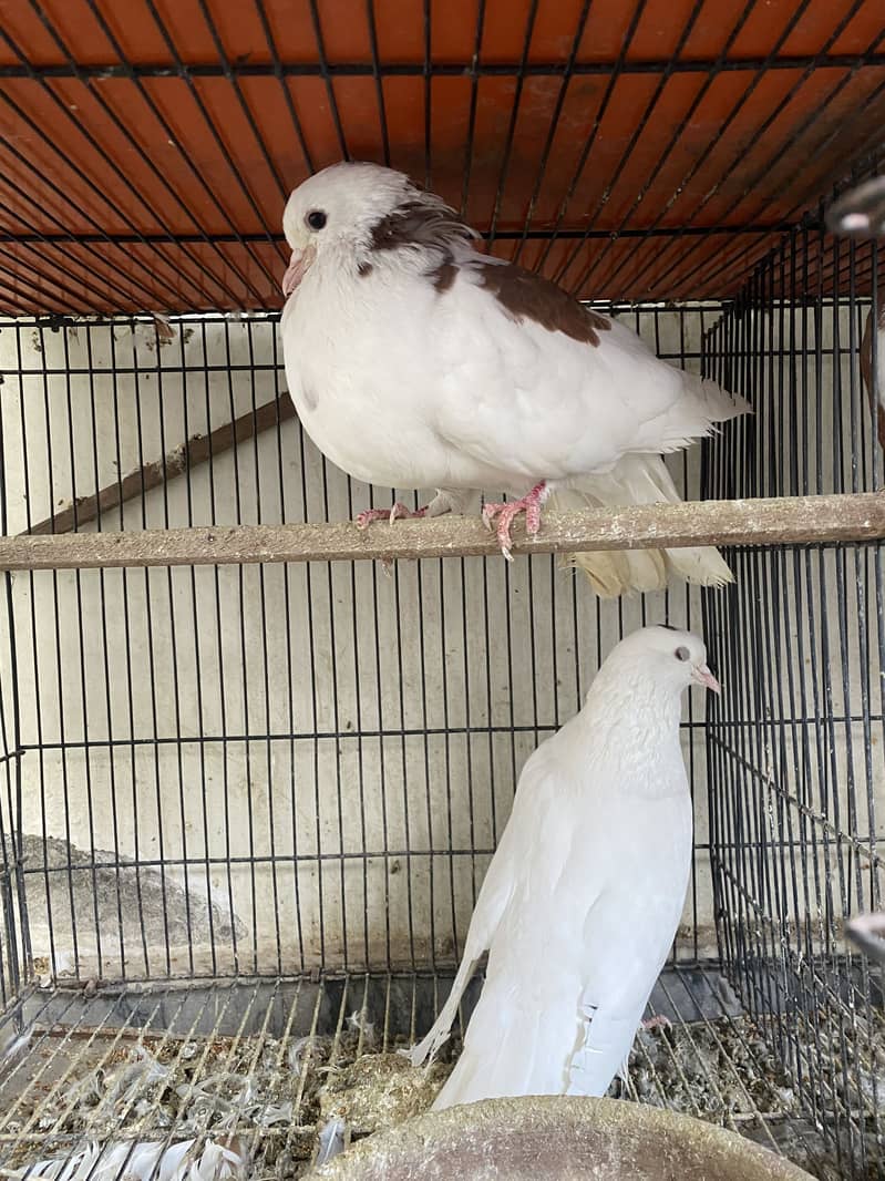 Total 7 pigeons. Each pair for 3500 only. 6