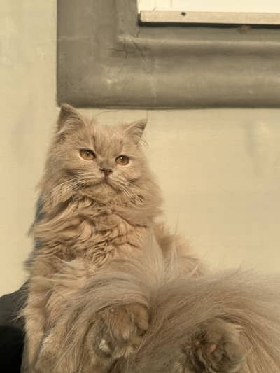 Female Persian cat fully Vaccinated For sale