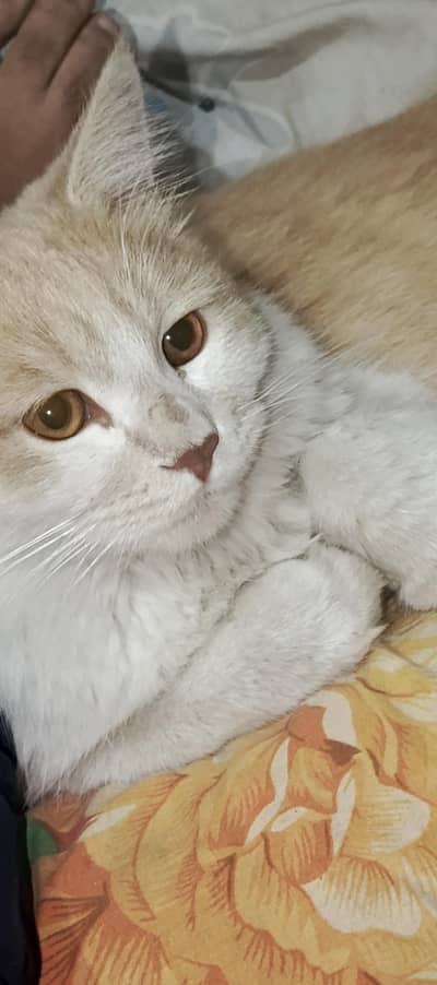 Persian Cat for Urgent Sale