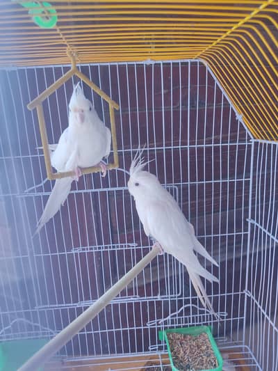 White cockatiel