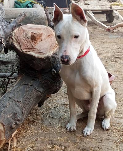 gultiar dog 03059572830wstp