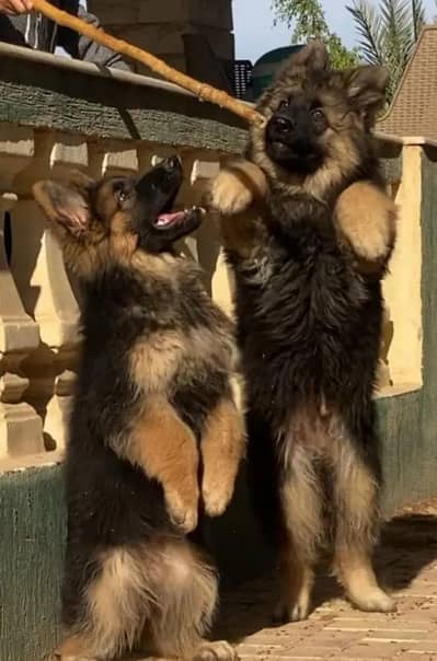 German Shepherd 03262839519