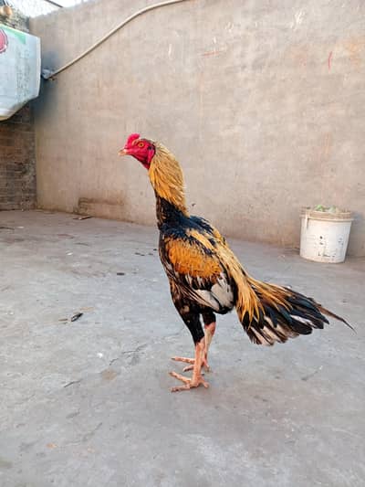 2 Mianwali Jawa Patha 10 Month old.    [ 03146028569 ]