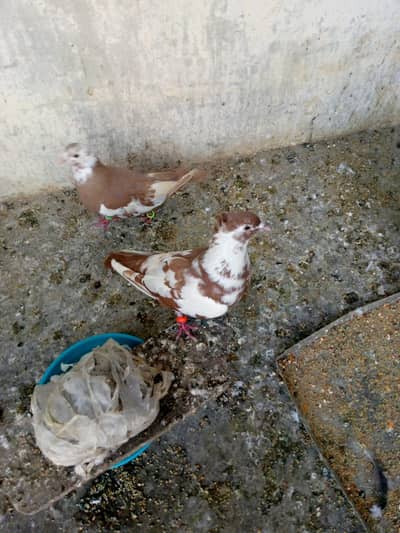 paiers 4000 lal khal ka