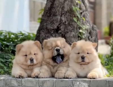 chow chow puppies 03425137217