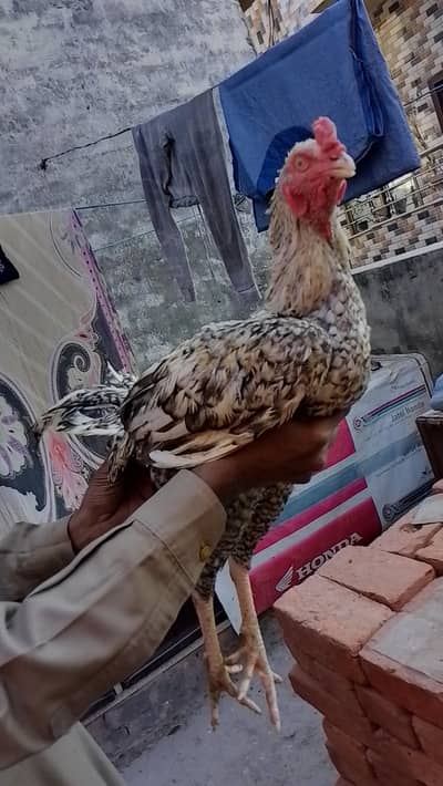 selling hen