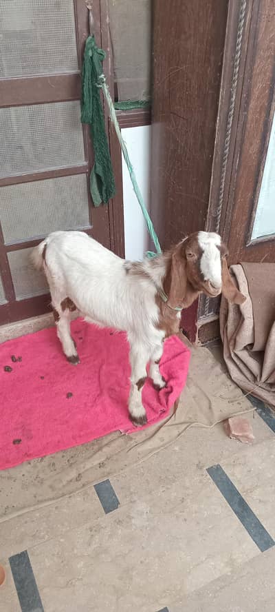 bakra beetal breed for sale