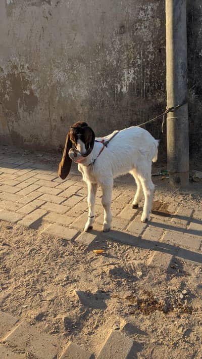 goat bakra male