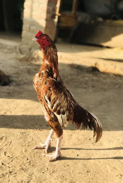 Aseel murga for sale