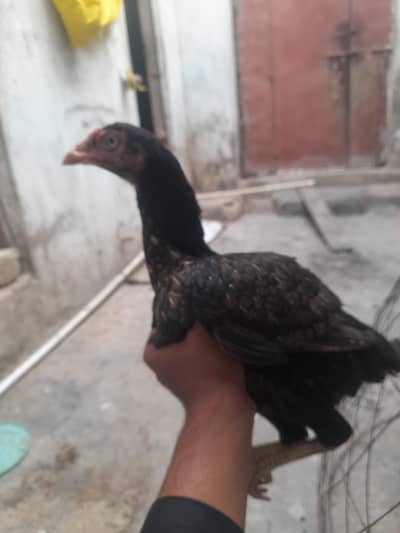 a hand and chouza is a good bride