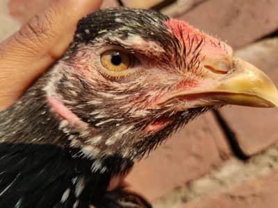 aseel Thai  pakoya female for sale super vvip quality