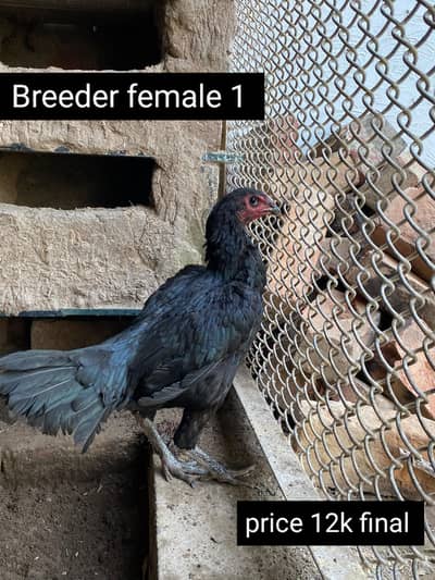 imported Thai aseel madi