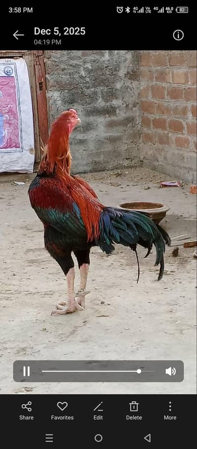 is murgy k pathy pathia b available hen