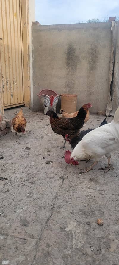 Desi Murghia Hens Eggs Laying