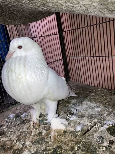 Best quality pouter pair WhatsApp number :0.3. 1.2. 2.0. 6.2.0.5. 0.