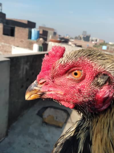 high quality patha. . . .