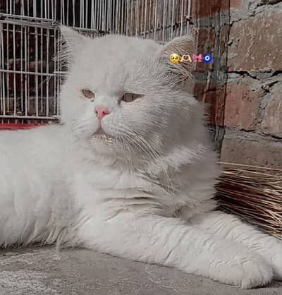 cat for sale pair & single