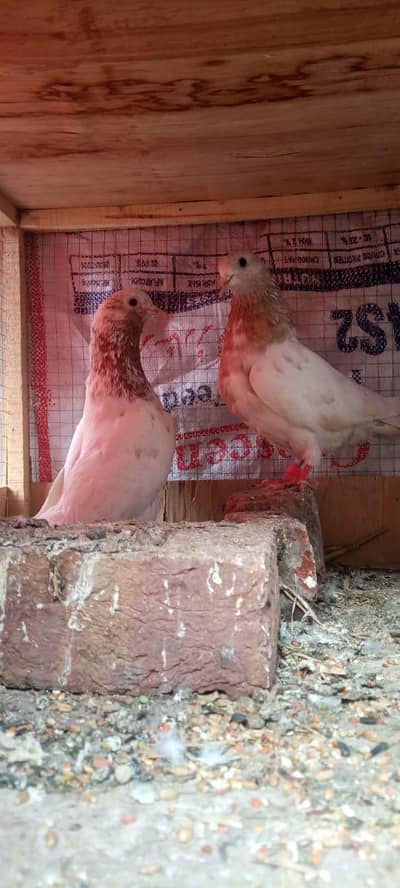lakha pair pigeon kabutar