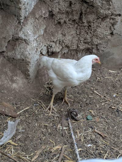 paper white heera ka pair ha best quality