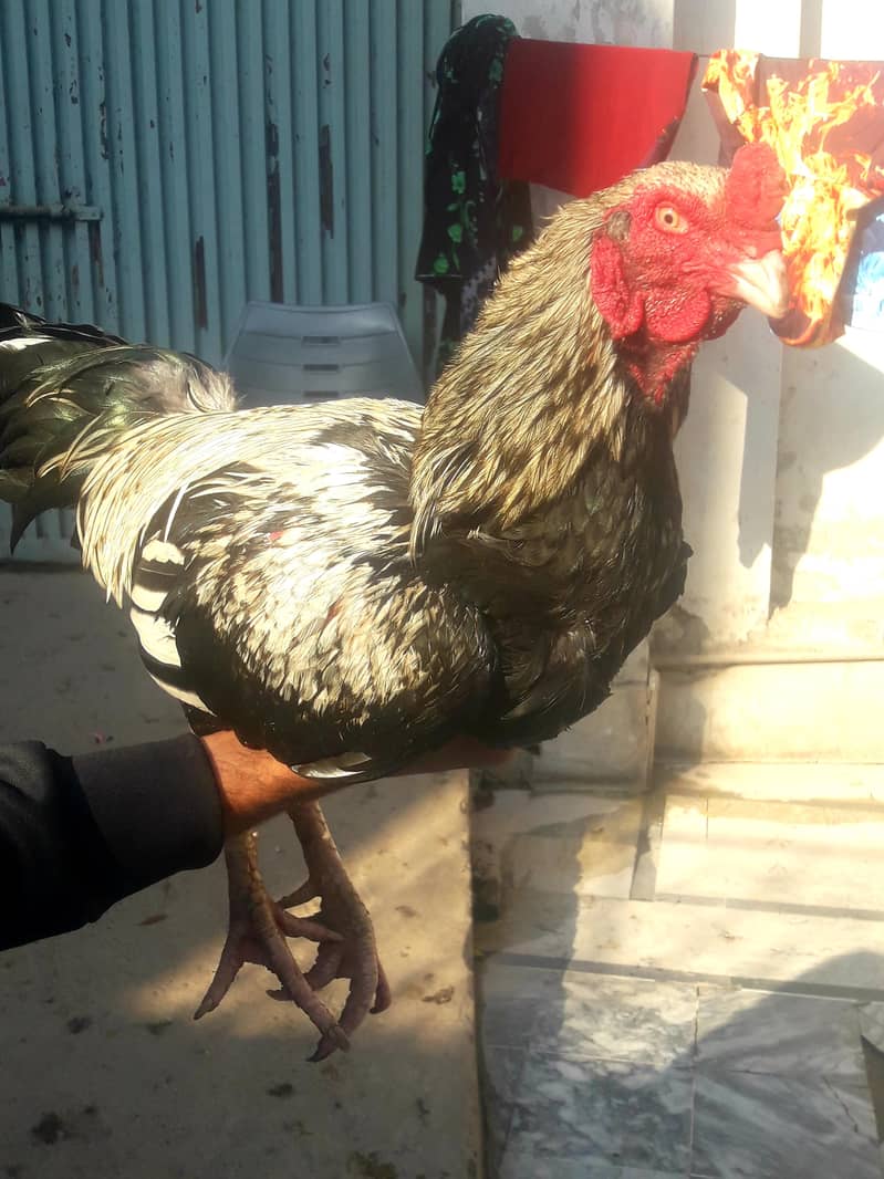 Mianwali java aseel high quality 0