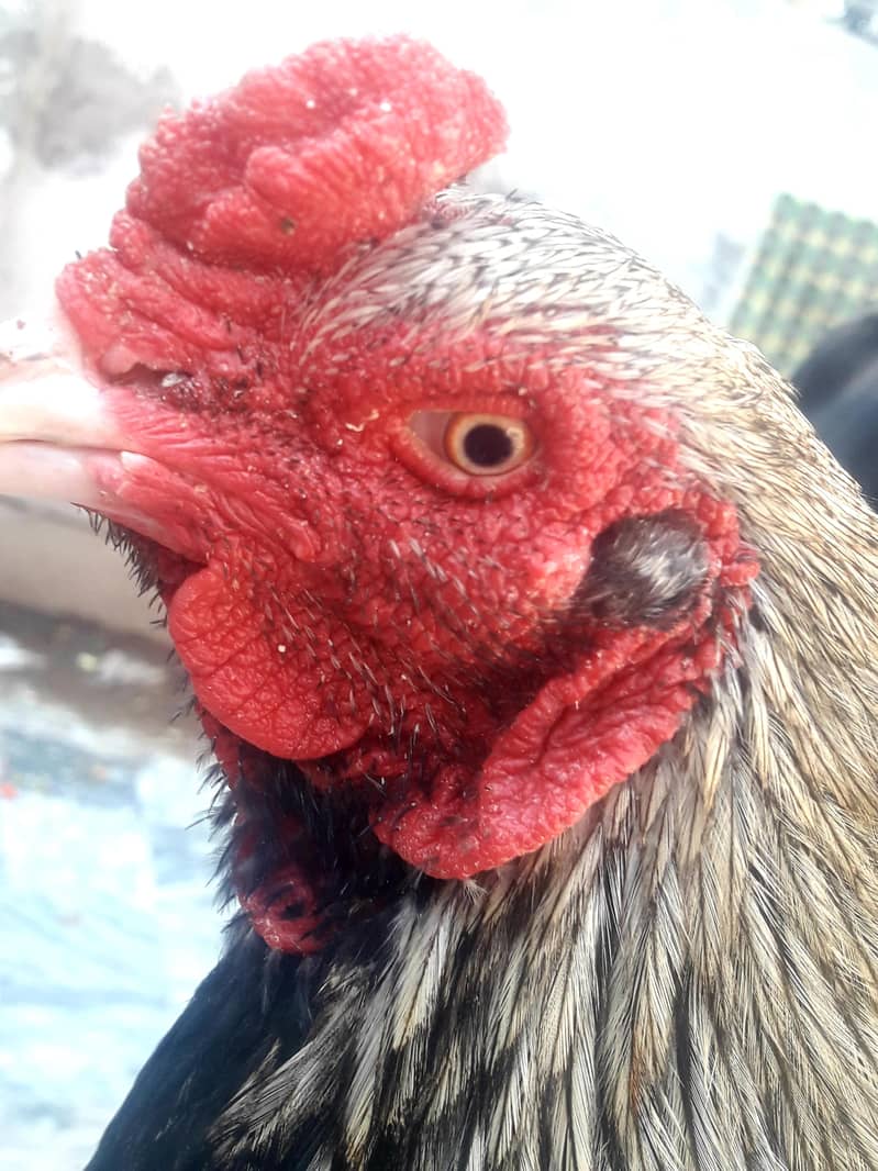 Mianwali java aseel high quality 1