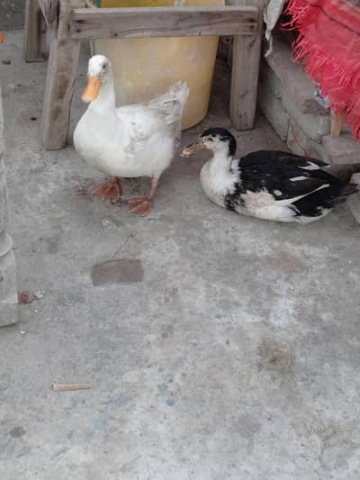 ducks pair