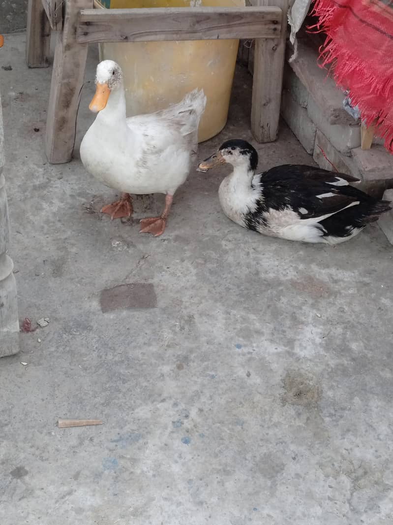 ducks pair 0