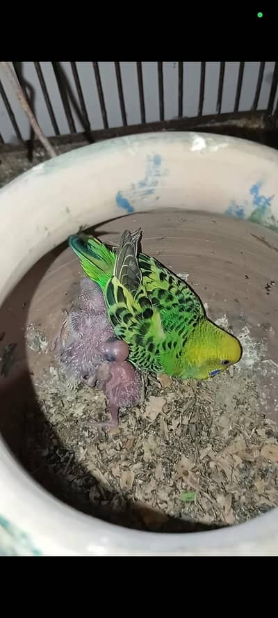 Breeder Pair with chicks